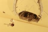 Detailed Hairy Fungus Beetle (Mycetophagidae) in Baltic Amber #270578-3